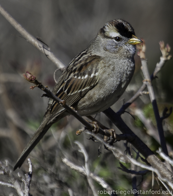 white crowned sparrow